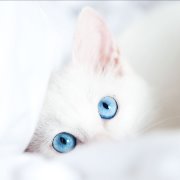 银悦