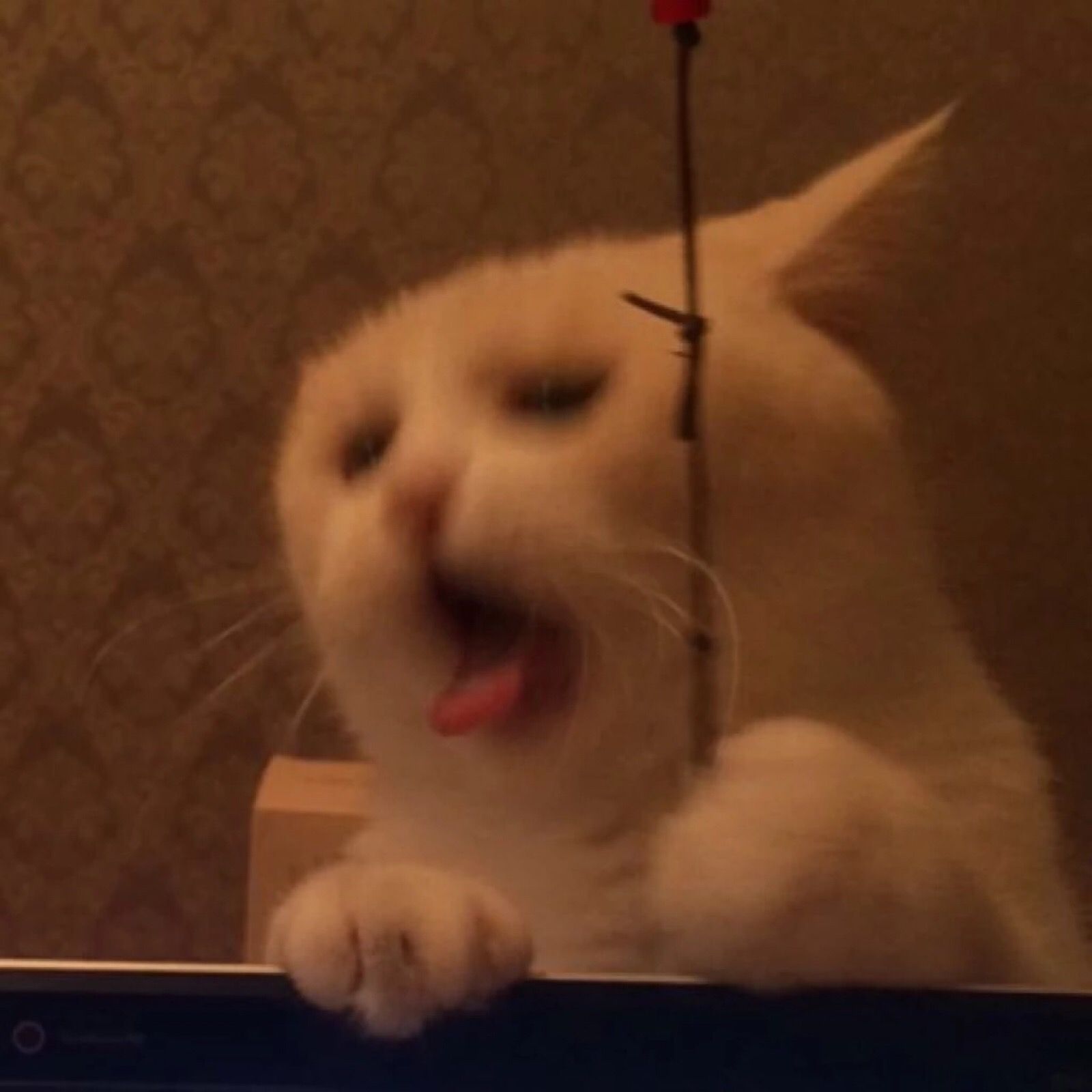 王琪琪