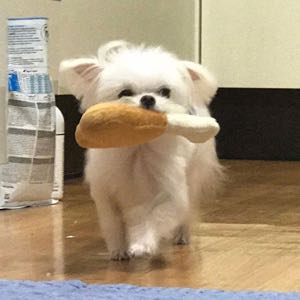 铜锣烧